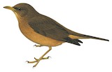 Clay-colored Thrush Illustration