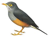 Bare-eyed Thrush Illustration