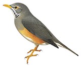 Kurrichane Thrush Illustration