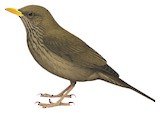 Yemen Thrush Illustration