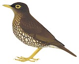 Forest Thrush Illustration