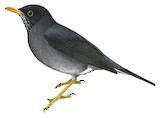 Andean Slaty Thrush Illustration