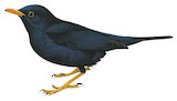 Glossy-black Thrush Illustration