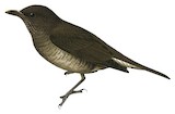 Sao Tome Thrush Illustration