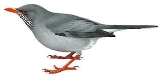 Eastern Red-legged Thrush