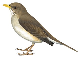 Turdus pelios chiguancoides