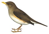 African Thrush Illustration