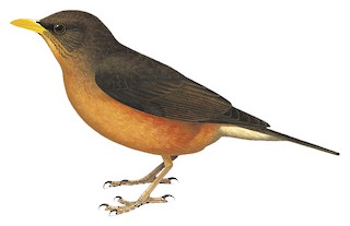 Turdus pelios stormsi