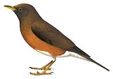 Brown-headed Thrush Illustration