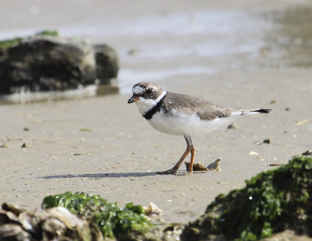 Semipalmated Plover - ML153526041