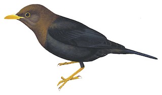 Turdus thomassoni thomassoni