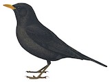 Tibetan Blackbird Illustration