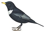 Ring Ouzel Illustration