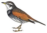 Dusky Thrush Illustration