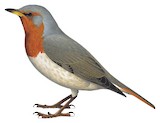 Red-throated Thrush Illustration