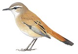 Kalahari Scrub Robin Illustration