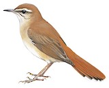 Rufous-tailed Scrub Robin Illustration