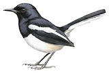 Oriental Magpie-Robin Illustration