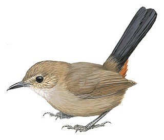 Copsychus fulicatus cambaiensis