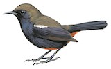 Indian Robin Illustration