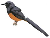 White-rumped Shama Illustration