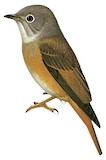 Ferruginous Flycatcher Illustration