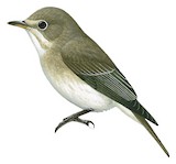 Asian Brown Flycatcher Illustration