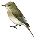 Sumba Brown Flycatcher Illustration