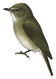 African Dusky Flycatcher Illustration