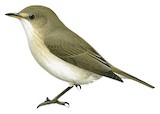 Gambaga Flycatcher Illustration