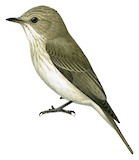 Spotted Flycatcher Illustration