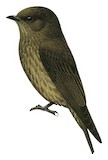 Sooty Flycatcher Illustration