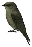 Ussher's Flycatcher Illustration