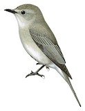 African Grey Flycatcher Illustration