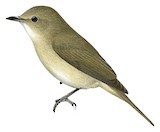 Pale Flycatcher Illustration