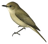 Chat Flycatcher Illustration