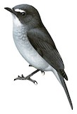 White-browed Forest Flycatcher Illustration