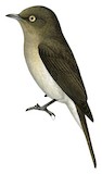 Abyssinian Slaty Flycatcher Illustration