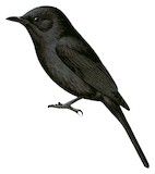 Northern Black Flycatcher Illustration