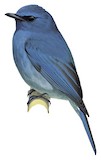 Nilgiri Flycatcher Illustration