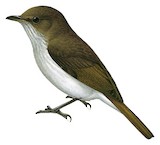 Buru Jungle Flycatcher Illustration