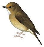 Rufous-browed Flycatcher Illustration