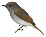 Flores Jungle Flycatcher Illustration