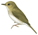 Brown-chested Jungle Flycatcher Illustration