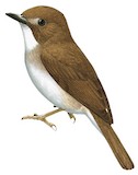 Grey-chested Jungle Flycatcher Illustration