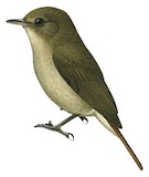 Sula Jungle Flycatcher Illustration