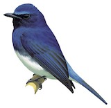 Rück's Blue Flycatcher Illustration