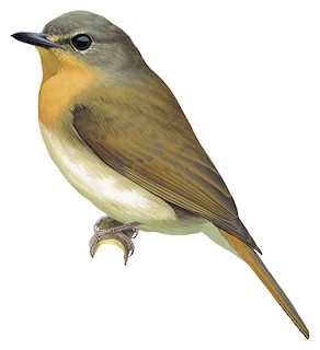 Cyornis herioti