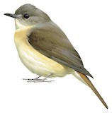 Pale-chinned Blue Flycatcher Illustration