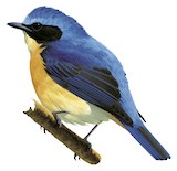 Bornean Blue Flycatcher Illustration